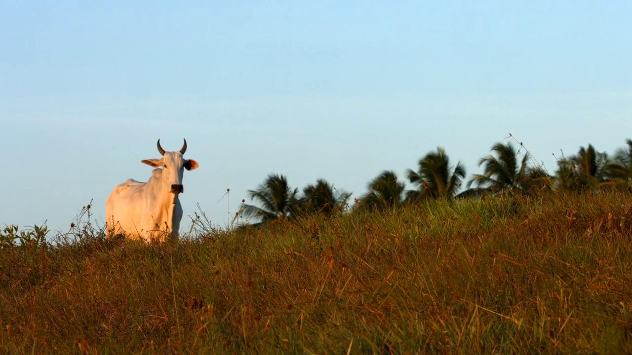 BigCarnes_Institucional_720p